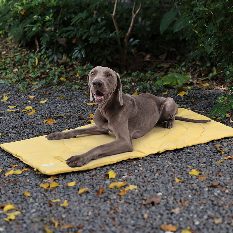 Portable Pet Mat Foldable Pet  - Camping Cot Foldable 评论和价格
